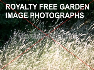 Free Garden Images