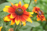 Rudbeckia hirta