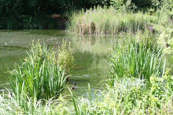 A nature pond in the former Russia Dock