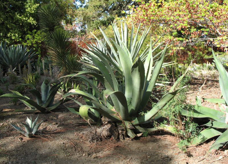 Agave, Ruth Bancroft Garden