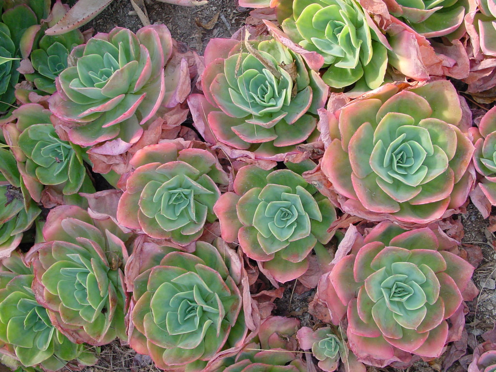 Ruth Bancroft Garden, Walnut Creek