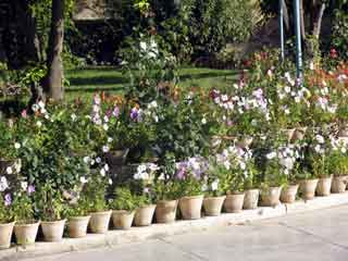 Sadi tomb garden1