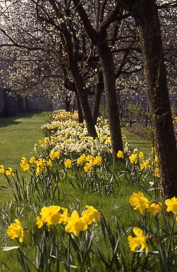 Narcisses, Chateau Saint Jean de Beauregard