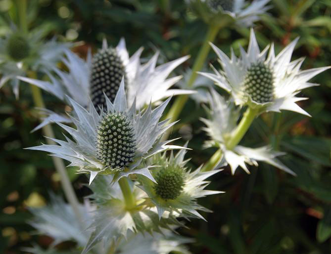 Eryngium, Saling Hall Garden