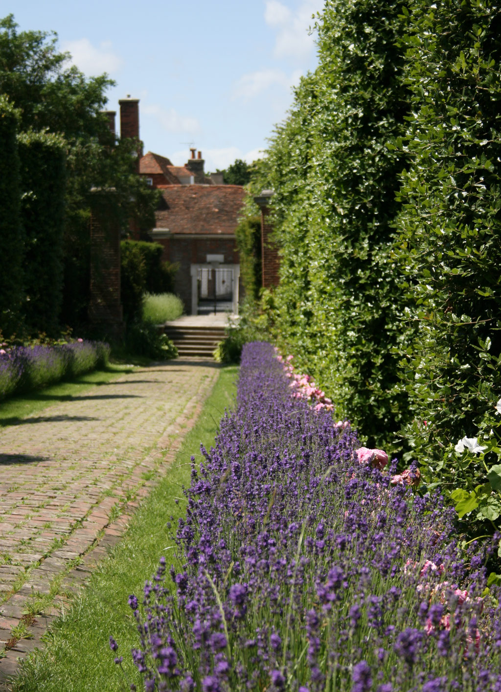 Holm Oak Walk, Salutation Garden