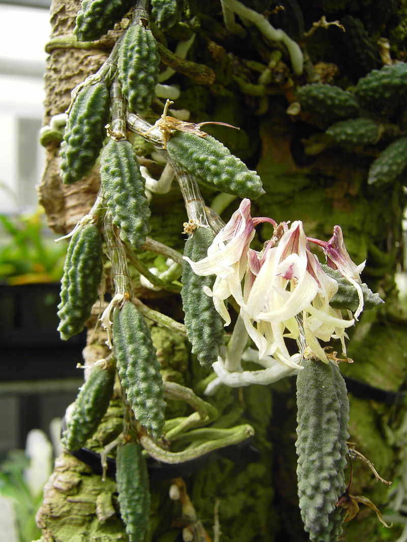 Orchids, San Diego Zoo