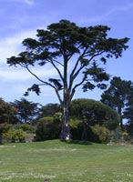 San francisco botanic cypre