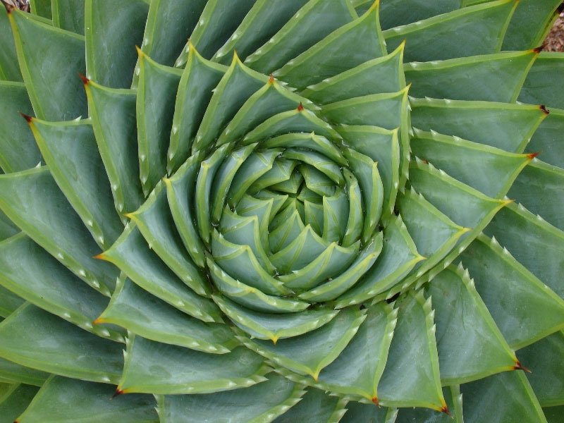 San Francisco Botanical Garden at Strybing Arboretum
