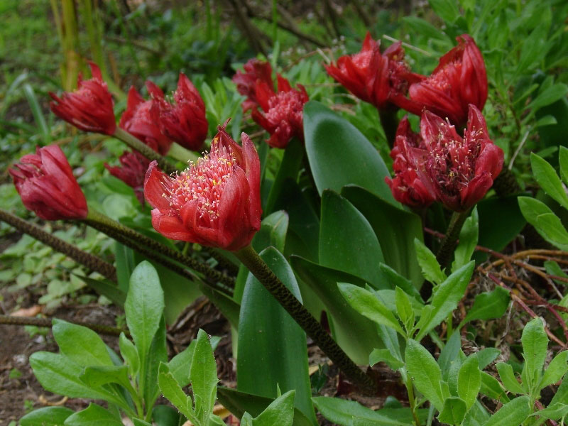 San Francisco Botanical Garden at Strybing Arboretum, California