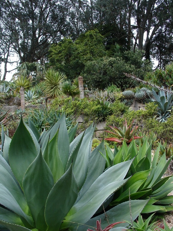 Succulents, San Francisco Botanical Garden 