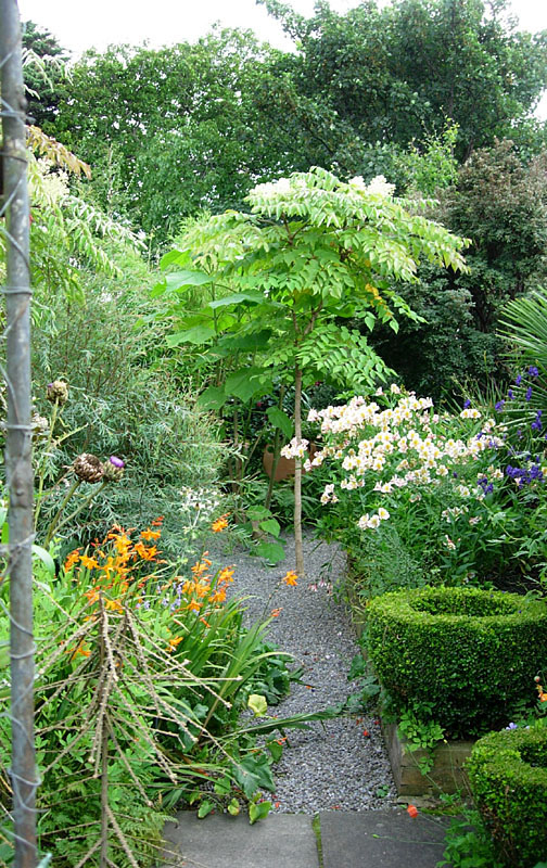 Sandford Road, No. 45 (The Dillon Garden) cashen