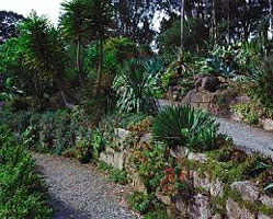 Sanfranciscobotanic succule