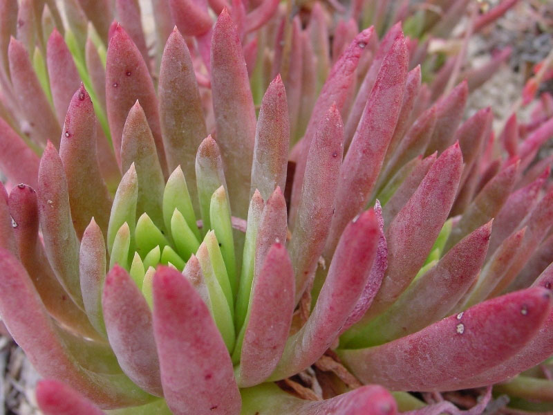 Santa Barbara Botanic