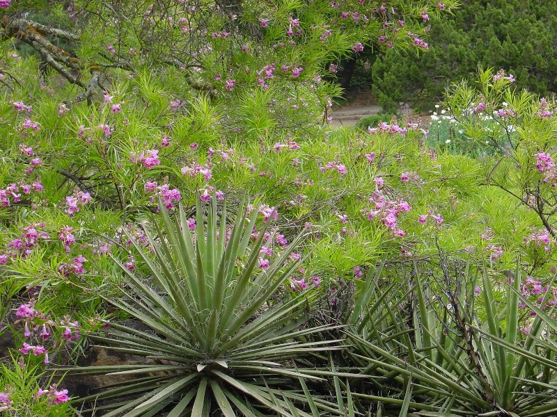 Santa Barbara Botanic Garden, May