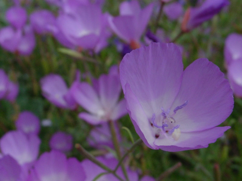 Santa Barbara Botanic Garden, Mission Canyon