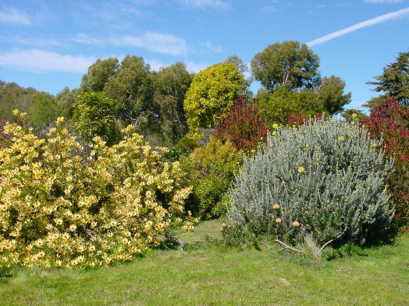 Santa Cruz Arboretum