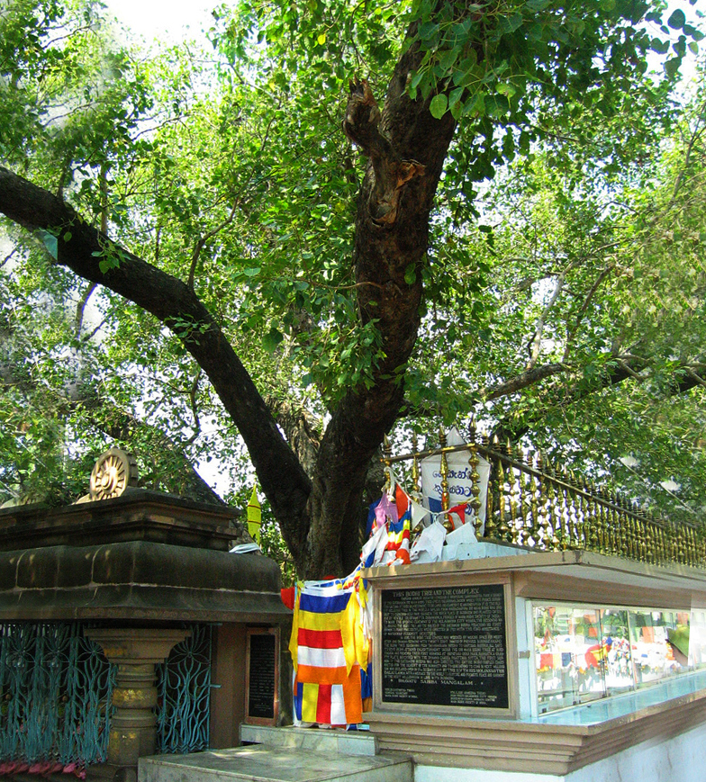 Sarnath Deer Park and Bo Tree Anna T