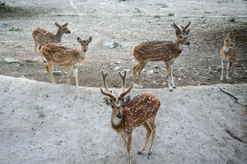 Sarnathpark2