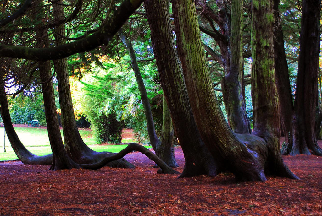 Saumarez Park, Channel Islands