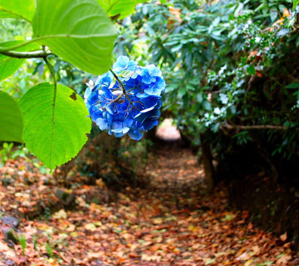 Hydrangea, Sausmarez Manor