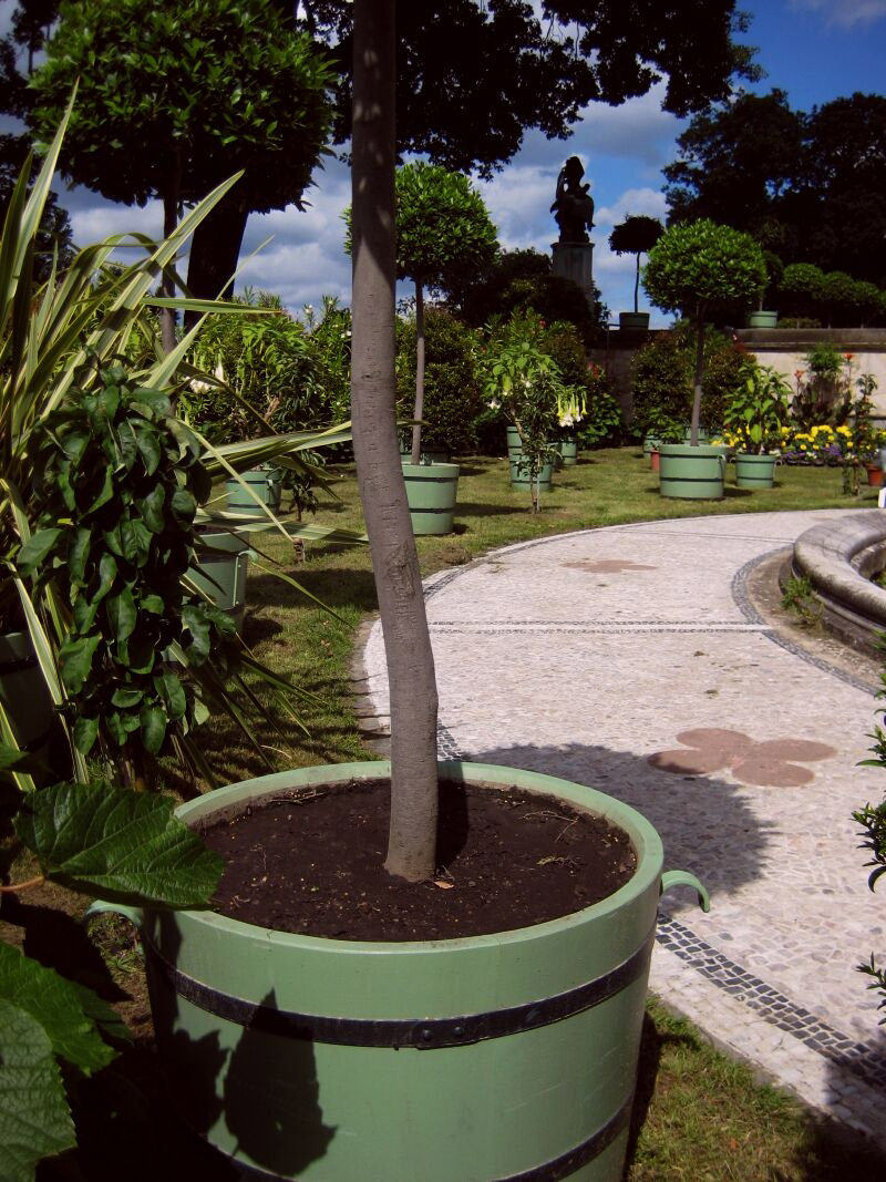 Planters, Schloss Babelsberg