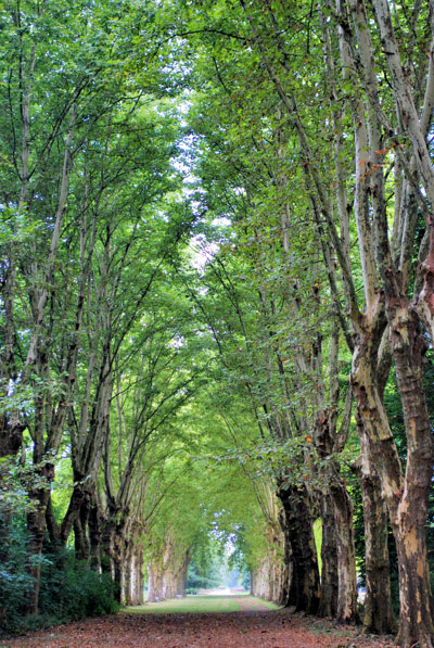Plane Tree Allee, Parc de Schoppenwihr