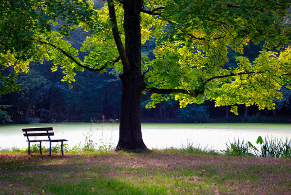 Bench, Parc de Schoppenwihr