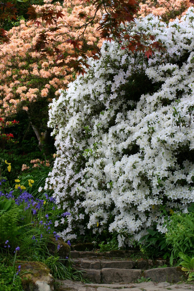 Azaleas, Scotney Castle