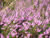 Scottish heather