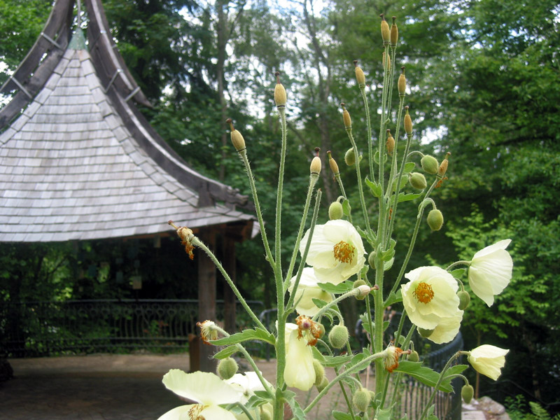 Scottish Plant Hunters' Garden, Pitlochry