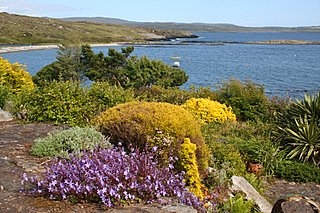 A Seaside Garden, Ireland