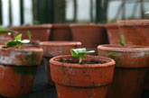 Young seedlings in pots