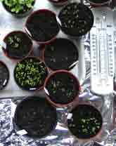 Seeds in seed tray
