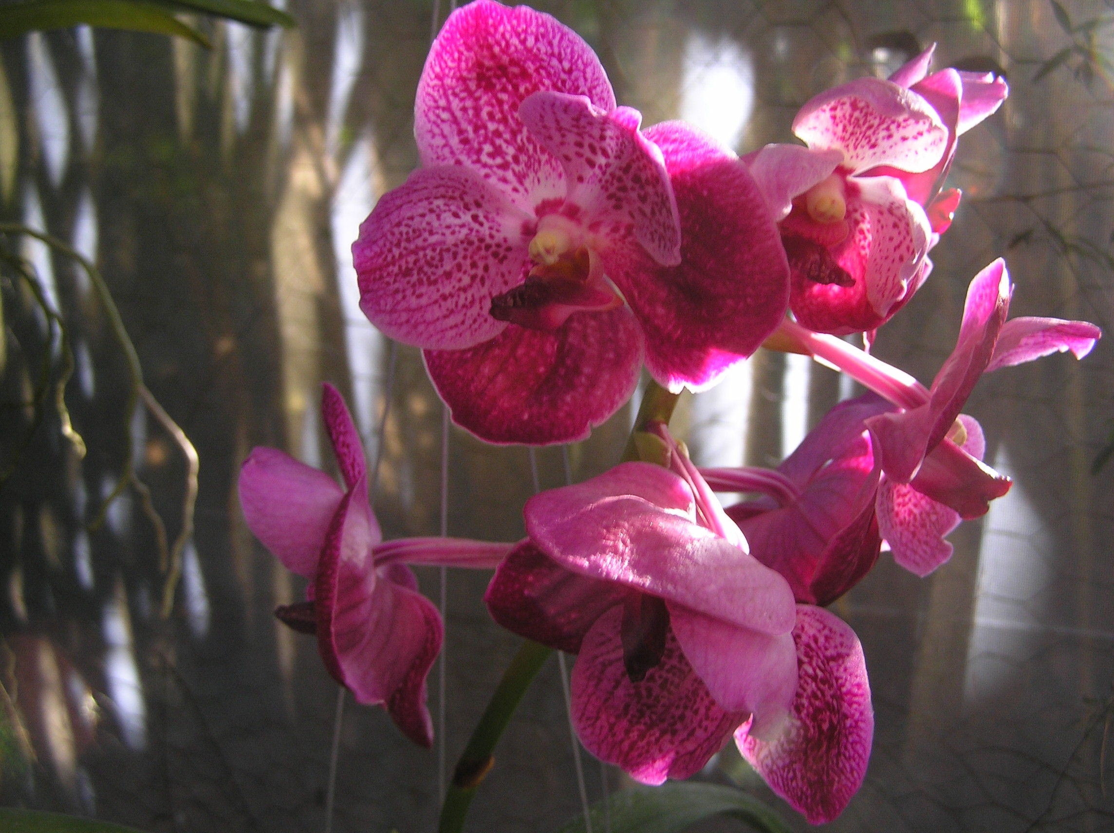 Orchid Wanda, Marie Selby Garden