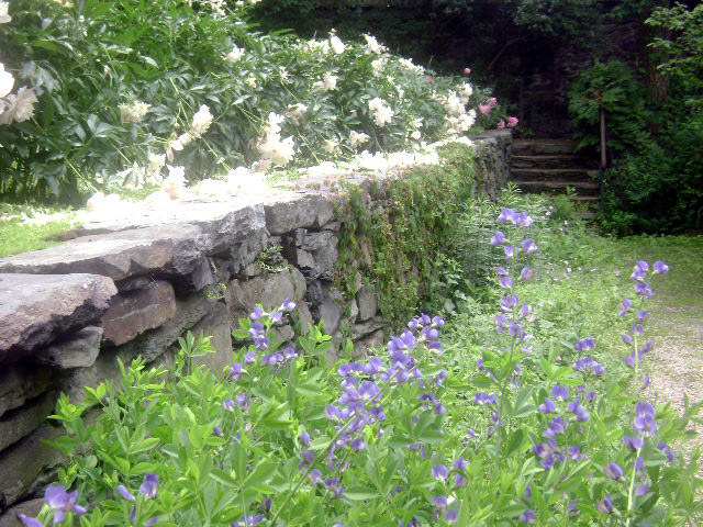 Shakespeare's Head Garden, Rhode Island