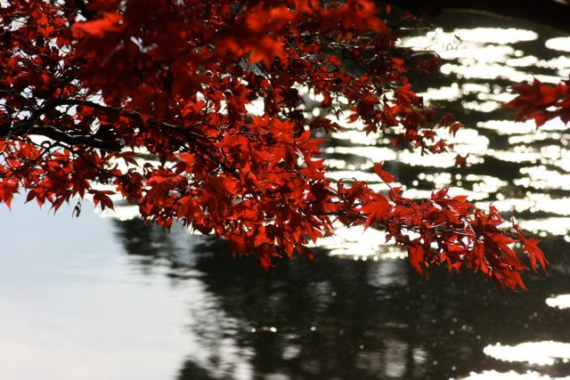 Sheffield Park Garden, Autumn
