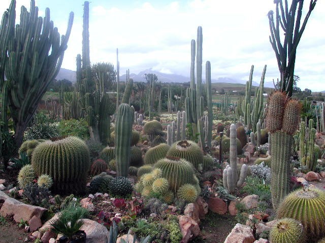 Sheilam cactus garden