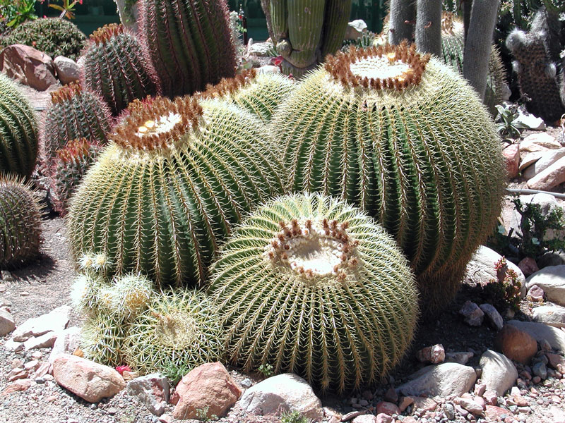 Sheilam Cactus Garden, Western Cape