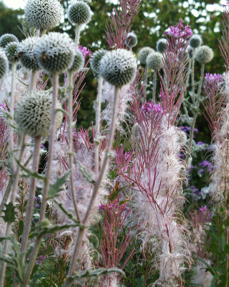 Shipley  Gardens, Herefordshire