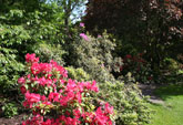 Shrub planting design