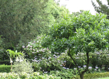 Planting design for a shrubbery