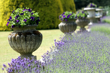 Shugboroughlavenderborder