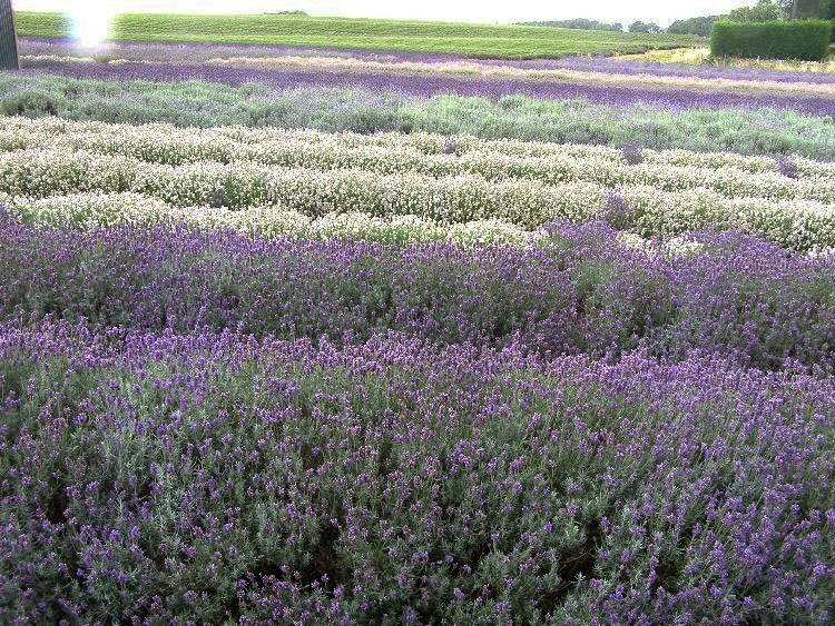 Snowshill Lavender, Worcestershire