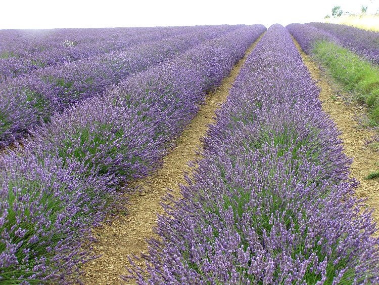 Field at Snowshill Lavender