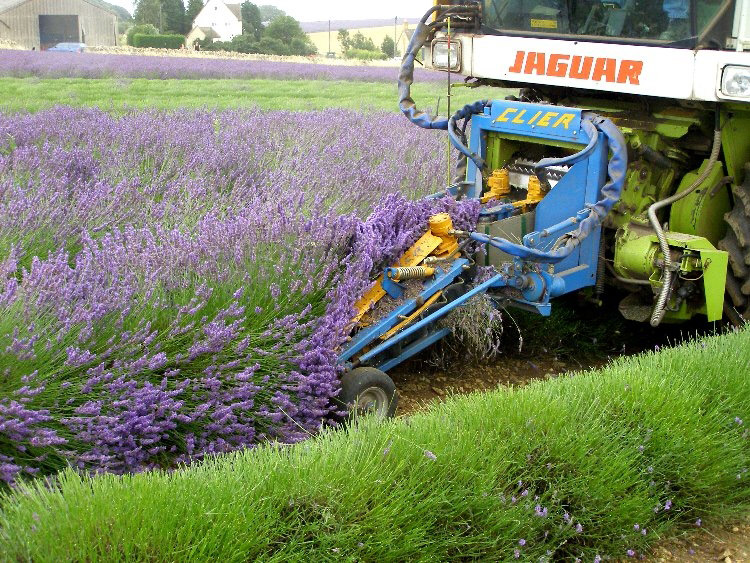 Harvesting at Snowshill Lavender