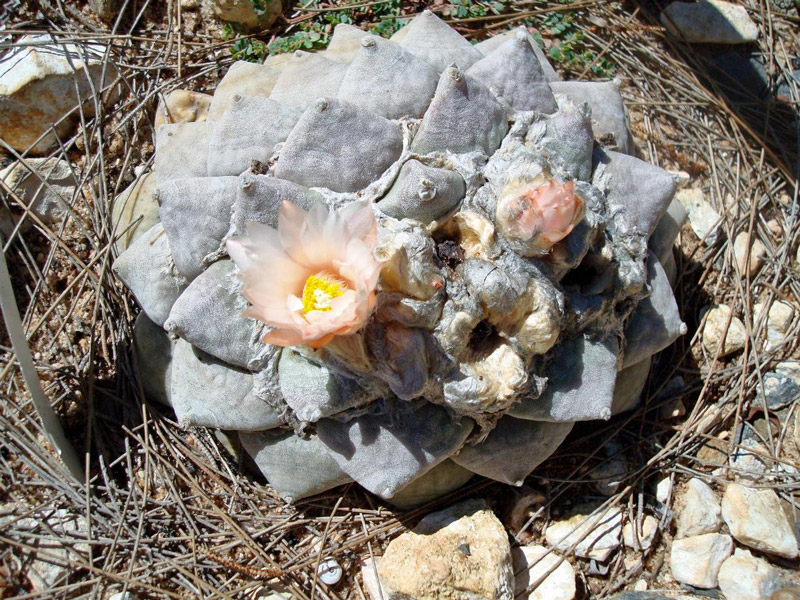 Flowering Ariocarpus, Soekershof Walkabout Mazes and Botanical Gardens