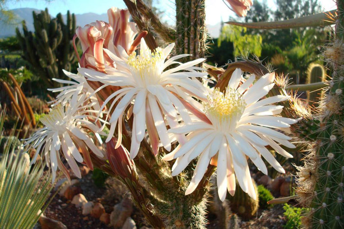 Flowers at Soekershof Walkabout Mazes and Botanical Gardens