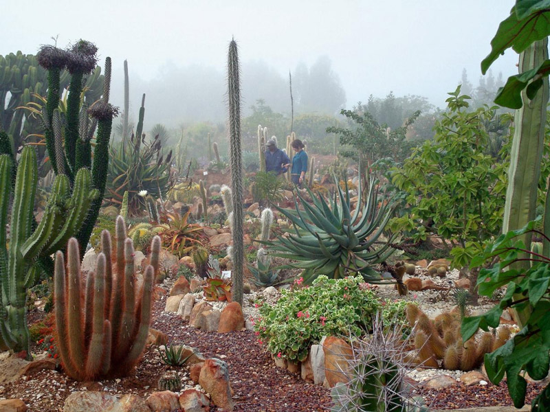 Misty Morning, Soekershof Walkabout Mazes and Botanical Gardens