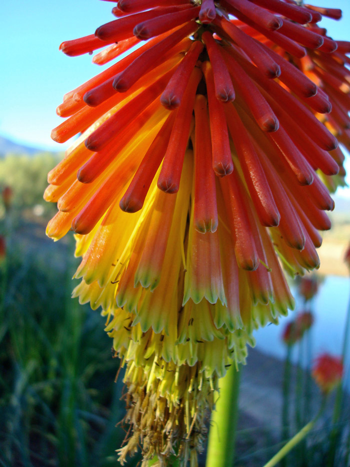 Soekershof Mazes and Botanical Gardens, Robertson