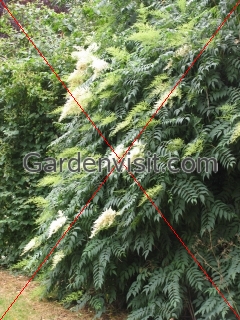 Sorbaria Arborea